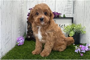 Steven - Cavapoo for sale