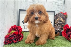 Sabrina - Cavapoo for sale