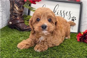 Steven - Cavapoo for sale