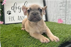 Crawford - French Bulldog for sale