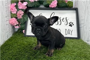 Cherie - puppy for sale