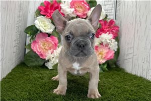 Chase - French Bulldog for sale