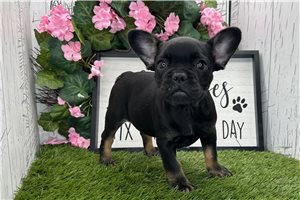 Cherie - French Bulldog for sale