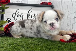 Gwendolyn - French Bulldog for sale