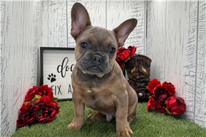 Cullen - French Bulldog for sale