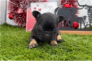 Brianna - French Bulldog for sale