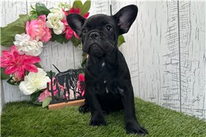 Chelsea - French Bulldog for sale