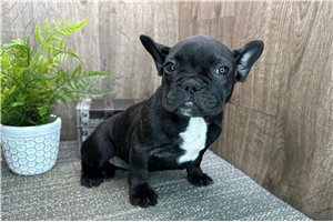 Vanessa - French Bulldog for sale