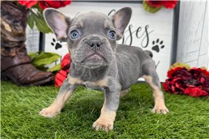 Colton - puppy for sale