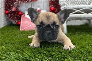 Beth - French Bulldog for sale