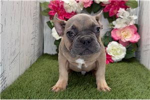 Chase - French Bulldog for sale