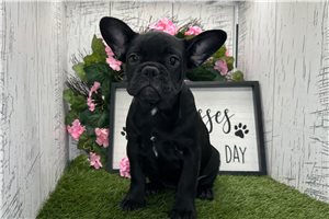 Chelsea - French Bulldog for sale
