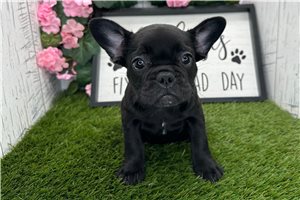 Chelsea - puppy for sale