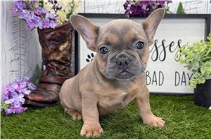 Cullen - French Bulldog for sale