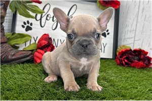 Chase - French Bulldog for sale