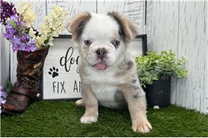 Gwendolyn - French Bulldog for sale