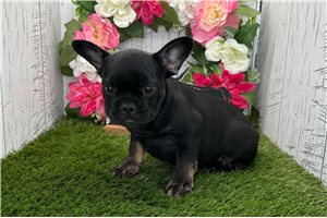 Cherie - French Bulldog for sale