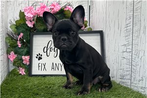 Cherie - French Bulldog for sale