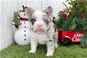 Gunner - puppy for sale