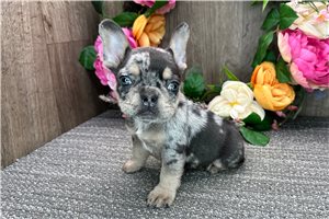 Bono - puppy for sale