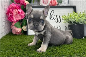 Buster - French Bulldog for sale