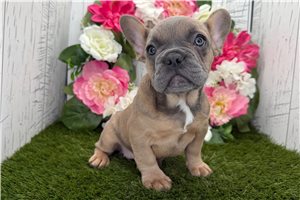 Cheyenne - French Bulldog for sale