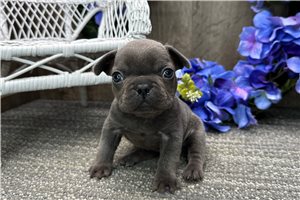 Brandi - puppy for sale