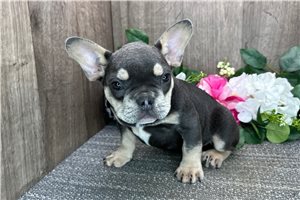 Vincent - French Bulldog for sale