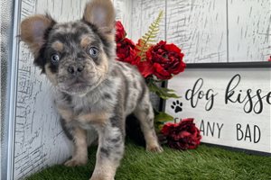 Garrett - French Bulldog for sale