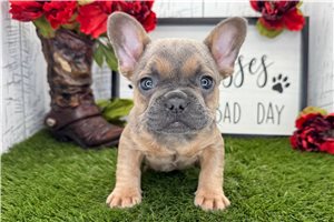 Cullen - French Bulldog for sale