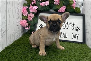 Charm - puppy for sale