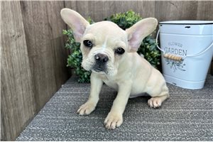 Baxter - French Bulldog for sale