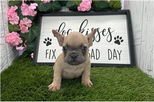 Crawford - French Bulldog for sale
