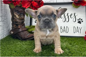 Cheyenne - puppy for sale