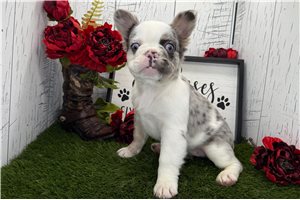 Galilea - puppy for sale