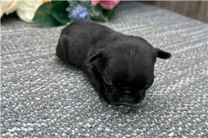 Brenda - puppy for sale
