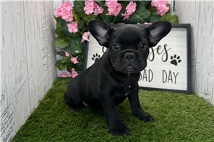 Chelsea - French Bulldog for sale