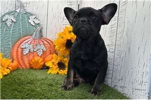 Cherie - puppy for sale