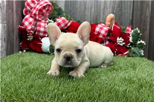 Willow - French Bulldog for sale