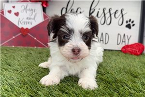 Sophia - puppy for sale