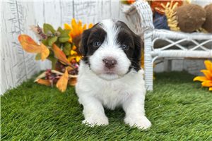 Brendan - puppy for sale