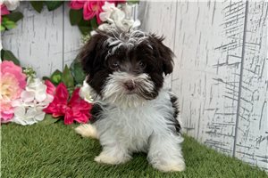 Jonathan - Havanese for sale