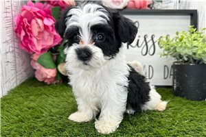 Vincent - Havanese for sale