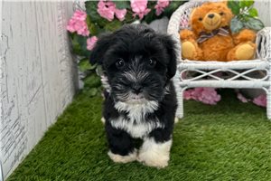 Brett - Havanese for sale