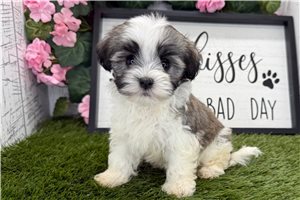 Chloe - puppy for sale