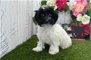 Connie - Havanese for sale