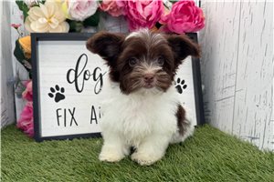 Hunter - puppy for sale