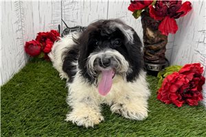 Vern - Havanese for sale