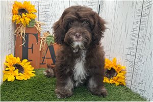 Dylan - Havanese for sale