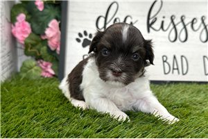 Ramona - Havanese for sale